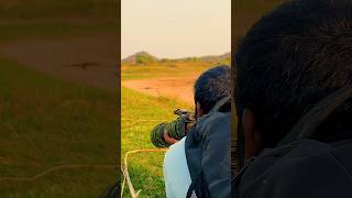 Canon R10 With Sigma 150600MM Lens Wildlife photography [upl. by Anilag]