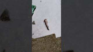 Asian snakehead fish ।। Channa fish India  fish viralshorts subscribe [upl. by Ralina427]