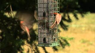 PerkyPet® Evenseed™ Squirrel Dilemma Wild Bird Feeder [upl. by Penthea]