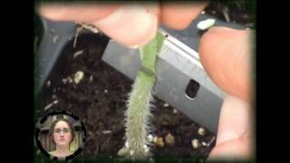 Grafting of Tomato Plants [upl. by Enymzaj]