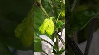 Beautiful 7 Pot Red chilli peppers garden chilipeppers gardening chilies plants [upl. by Schacker]