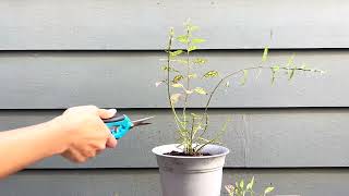 Pink Polka Dot Plant Hypoestes Pruning Aggressively  Part 1 [upl. by Kiki]