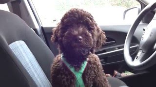 Talking Barbet puppy 15 weeks old [upl. by Labotsirc750]