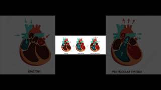 A level biology edexcel A Cardiac cycle [upl. by Agn]