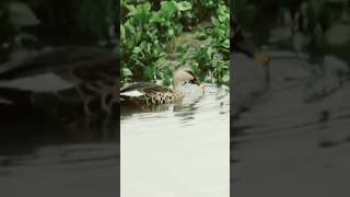 Spotbilled duck🥰Searching food 🤗Pawana river💫pls subscribe🙏 [upl. by Annawad]