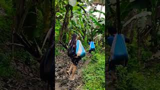 Rural Life Vlog Philippines🇵🇭Life In The Philippinesasmr walking farmerslife farmer countryside [upl. by Nileek]