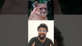 എമണ്ടി ചെപ്പണ്ടി ജാഗുവരണ്ടി  Cat look like otter and Wiesel [upl. by Cirnek6]