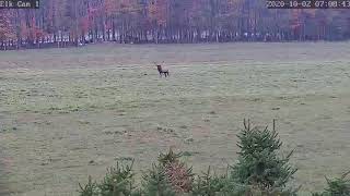 Elk Cam in Benezette PA  A lone bull on the move  100220  707 am [upl. by Beutner]