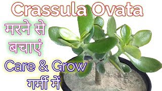 Crassula Ovata plant careHow to Grow amp Care Crassula Ovata in SummerCrassula Ovata Careing tips [upl. by Aitahs599]