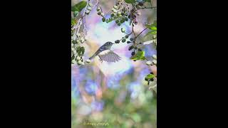 Photo of the Day  Ruby crowned kinglet [upl. by Gustie824]