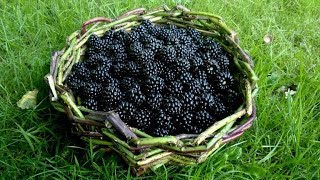 Making A Bramble Stem Basket [upl. by Ximenez]