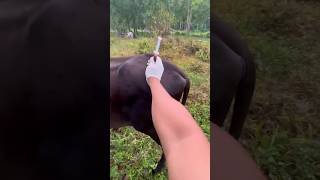 Injection IM kese lagaye 💉IM Injection in cattle veterinary vet shorts [upl. by Adey]