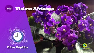 Dicas rápidas  Violeta Africana 12 [upl. by Akinaj]