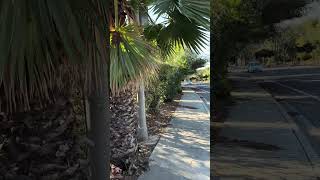 San Pasqual Rd Escondido CA naturelovers [upl. by Ontine]