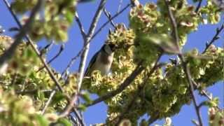 CHARDONNERET ElégantGrainesCarduelis carduelis  BRUITX [upl. by Willabella]