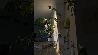 I finally gave my monstera a plant light after 5 years monstera plantlight hangingplantlight [upl. by Tyre]