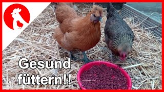 025 Gesundes Hühnerfutter während der Stallpflicht und im Winter  Jensman and the Huhns🐔 [upl. by Aiblis]