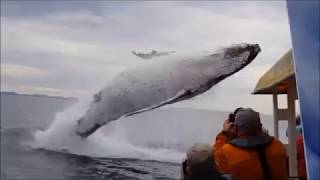 La baleine saute de nulle part pendant une visite [upl. by Ahsimek]