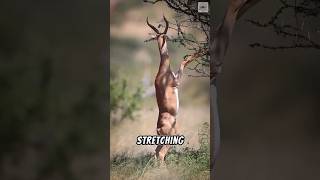 Gerenuk The Tiptoeing Tree Browser shorts short [upl. by Annayoj308]