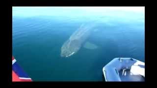 Basking sharks off Colonsay Inner Hebrides Scotland [upl. by Korman]