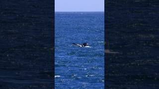 Lime Kiln Point State Park orcas sealife washington [upl. by Conrade]