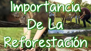 Importancia De La Reforestación Para Los Seres Vivos Y El Ambiente [upl. by Aynotan]