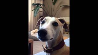 Benson the whippet talking and howling [upl. by Grishilde731]