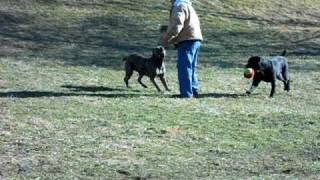 Alcor Cane Corso  Tatanka amp Mae West [upl. by Dieterich778]