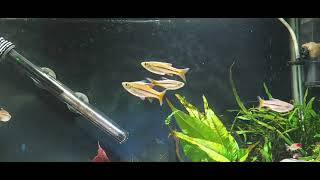 Sarawak Rasbora aka Blue Line Rasbora an understated beauty Rasborasarawakensis [upl. by Atnamas]