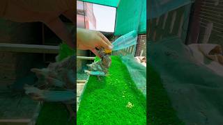 Pigeon Chicks 🐣 Hand Tame birds shorts viral [upl. by Velleman]