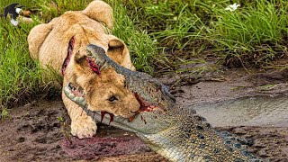 Momentos Mais Loucos Crocodilo Ataca Sua Presa Brutalmente E Sem Piedade  Animais Selvagens [upl. by Levine]