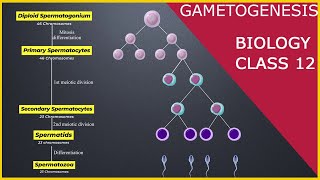 GAMETOGENESIS  Human Reproduction  Class 12 [upl. by Warenne]