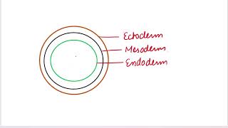 Diploblastic and Triploblastic organisms biology neet basics mbbs neet [upl. by Nitsew]