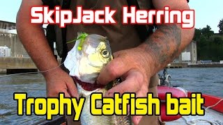 How to catch and prepare your catfish baitSkipjack for freezing and storing [upl. by Fillander]