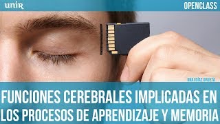 Las funciones cerebrales en los procesos de aprendizaje y memoria  UNIR OPENCLASS [upl. by Okkin]