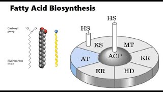 Fatty acid biosynthesis [upl. by Myrwyn]