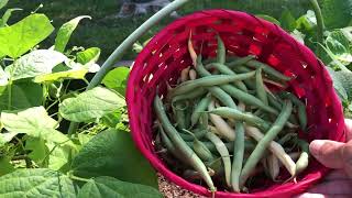 Neglected Garden Tour and Harvest [upl. by Irtimd]