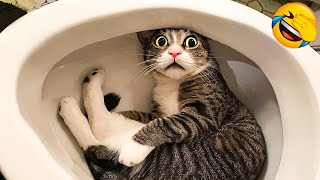 Funniest Animals 😅 New Funny Cats and Dogs Videos 😹🐶 Part 3 [upl. by Ayar282]