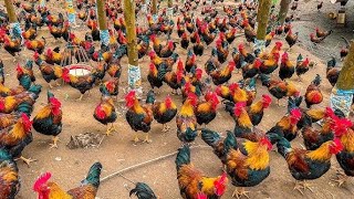 How To Raise Chicken I Miraculous Medicine For Preventing amp Treating Diseases In Chickens 🐓 [upl. by Lilah]