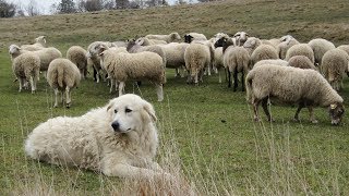 Maremma Sheepdogs  Fearless Flock Guardians [upl. by Saenihp]