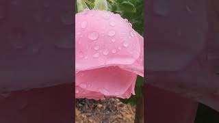 beautiful pink tree rose on a rainy daybeautiful rose flowers beautifulroses [upl. by Sarge]