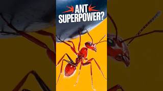 The Tiny TITANS of Nature shorts ants ytshorts facts [upl. by Pinsky]