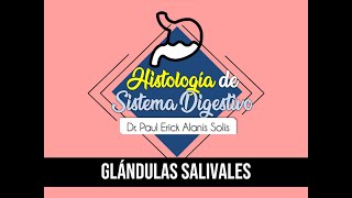 Histología de Sistema Digestivo 3  Glándulas salivales [upl. by Asilem]