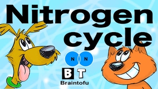 NITROGEN CYCLE MADE EASY  BIOLOGY FOR KIDS  FUN SCIENCE CARTOON [upl. by Conley]