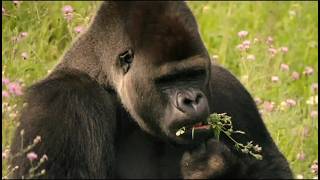 Super STRONG Animals DOCUMENTARY [upl. by Alegre]