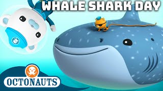 ​Octonauts  🐋 Happy International Whale Shark Day 🦈  60 Mins Compilation [upl. by Linnell285]