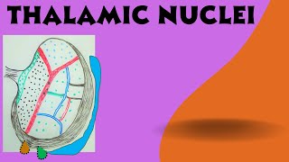 Thalamic Nuclei   Diencephalon Part 1b [upl. by Areit]