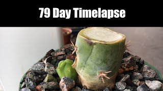 Trichocereus Bridgesii Monstrose aka Penis Cactus 79 Day Timelapse TBM [upl. by Rimidalg]