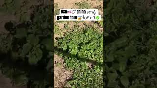 America lo China gongura garden tour [upl. by Esteban]