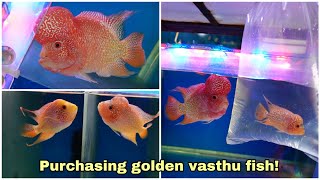 Purchasing golden vasthu fish in chennai  BGB aqua kingdom  Flowerhorn [upl. by Thilde]